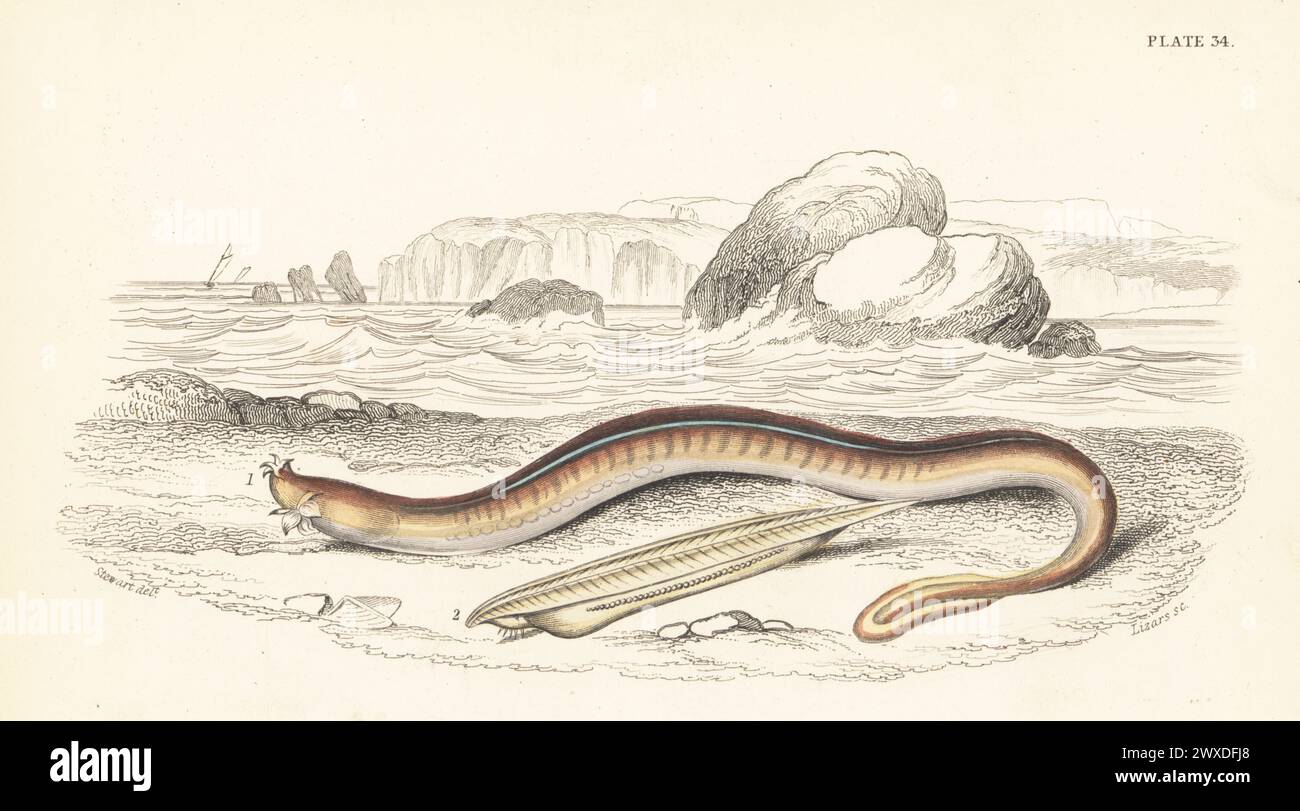 Atlantic hagfish, Myxine glutinosa 1, and European lancelet, Branchiostoma lanceolatum 2. Hand-coloured steel engraving by William Lizars after an illustration by James Stewart from Sir William Jardine's The Naturalist's Library, Ichthyology, British Fishes, W.H. Lizars, Edinburgh, 1843. Stock Photo