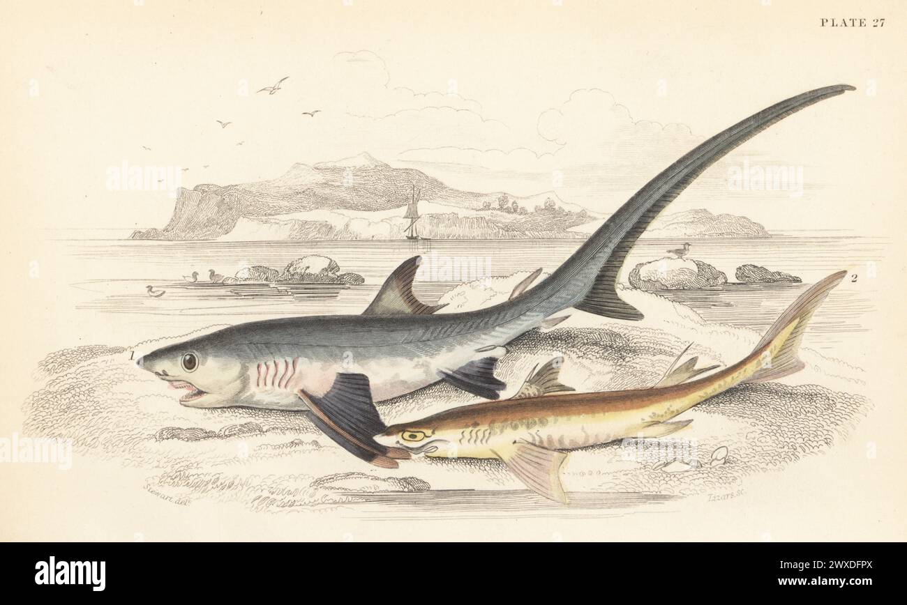 Common thresher shark, Alopias vulpinus 1, and spiny dogfish, Squalus acanthias 2. Hand-coloured steel engraving by William Lizars after an illustration by James Stewart from Sir William Jardine's The Naturalist's Library, Ichthyology, British Fishes, W.H. Lizars, Edinburgh, 1843. Stock Photo