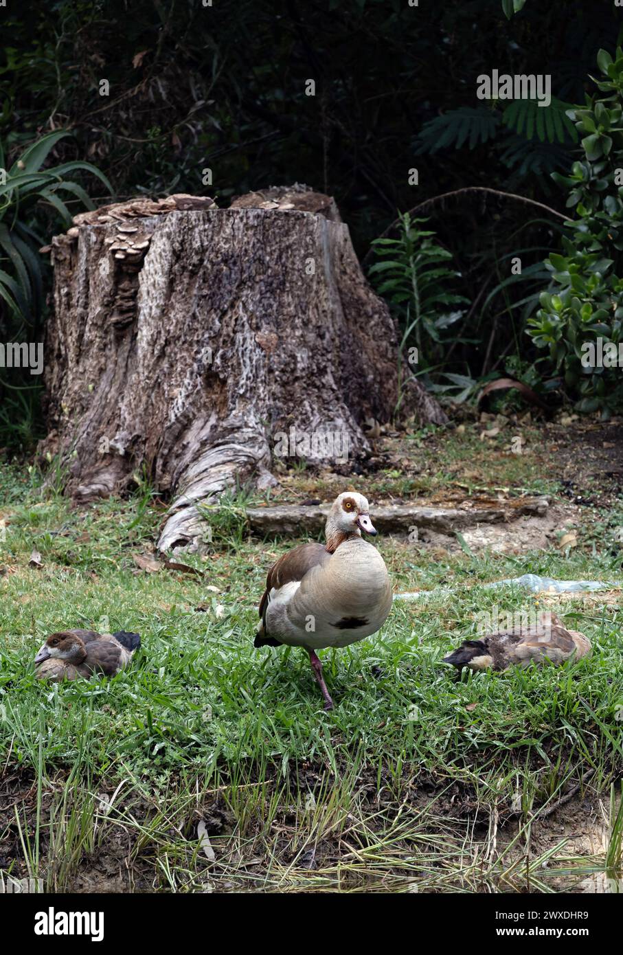 Three Egyptian (Nile) goose resting on the lawn, Alopochen aegyptiaca in natural habitat. African bird, invasive animal. South Africa, Kruger national Stock Photo