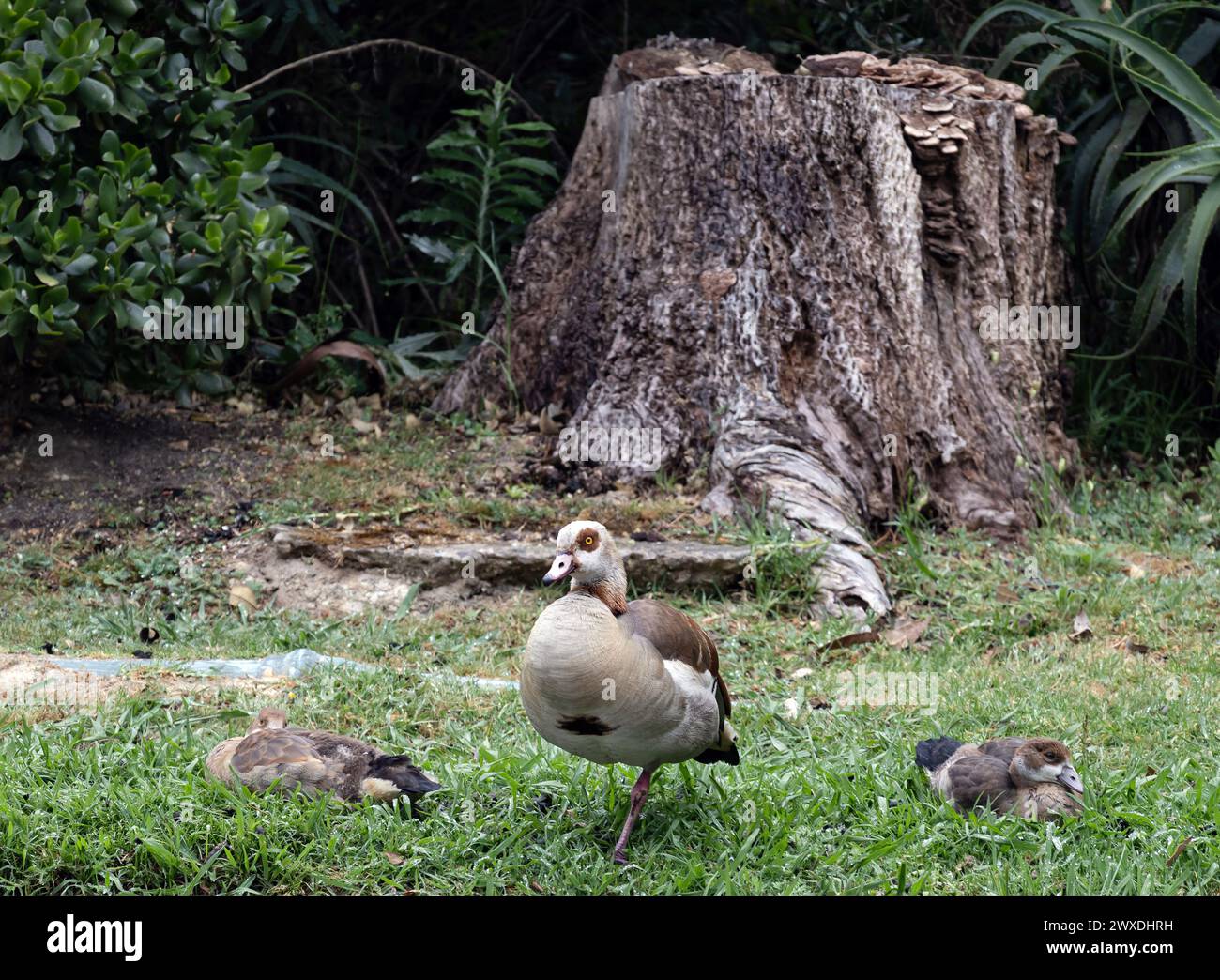Three Egyptian (Nile) goose resting on the lawn, Alopochen aegyptiaca in natural habitat. African bird, invasive animal. South Africa Stock Photo