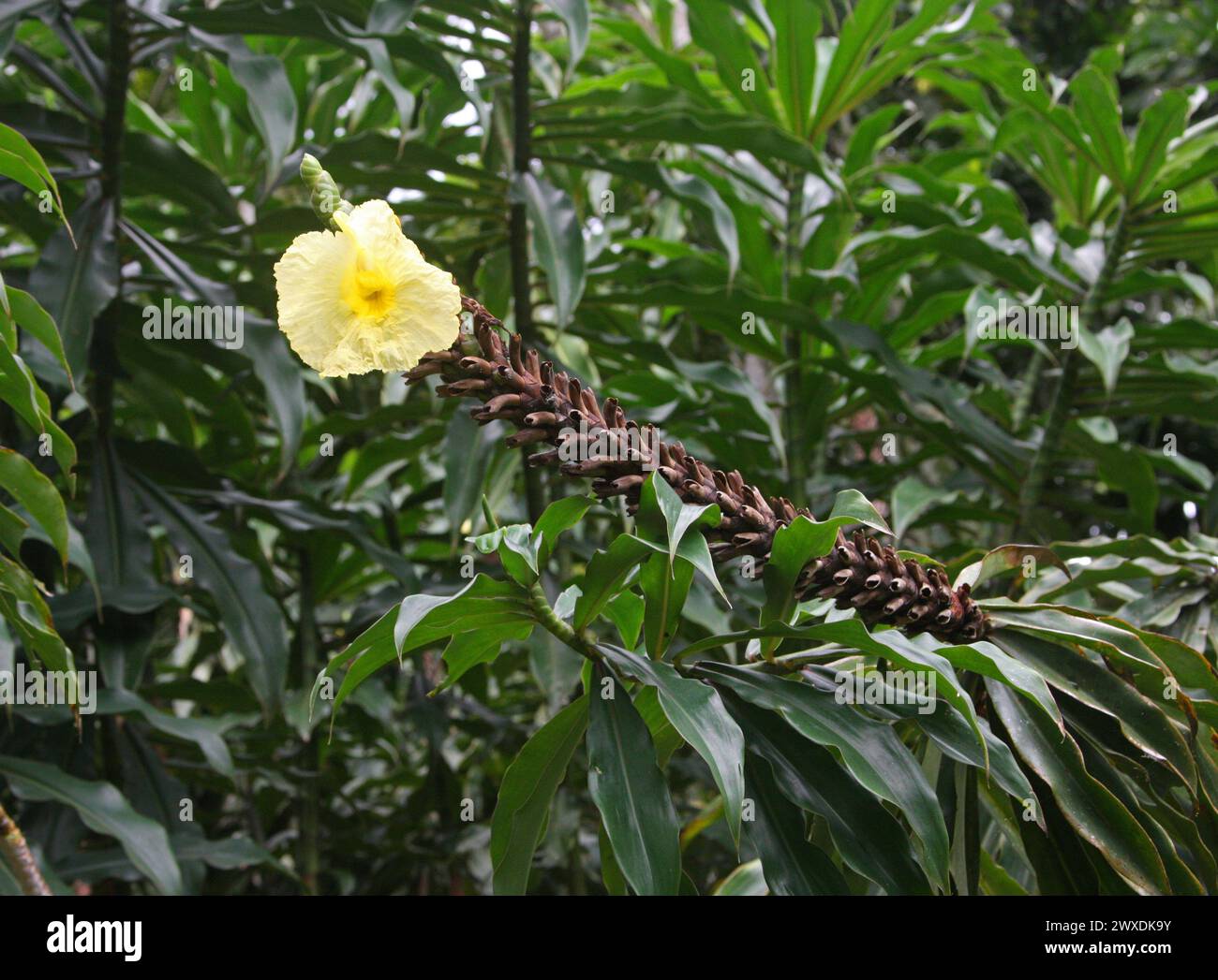 Dimerocostus strobilaceus, Costaceae. Costa Rica. It is native to Central and South America. Honduras, Nicaragua, Costa Rica, Panama, Colombia. Stock Photo