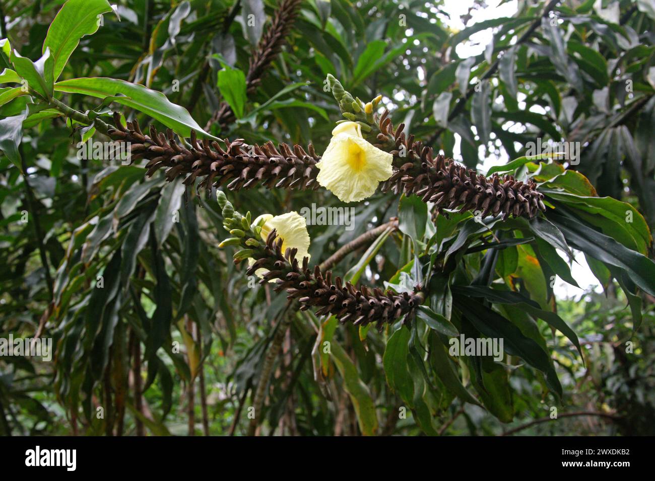 Dimerocostus strobilaceus, Costaceae. Costa Rica. It is native to Central and South America. Honduras, Nicaragua, Costa Rica, Panama, Colombia. Stock Photo