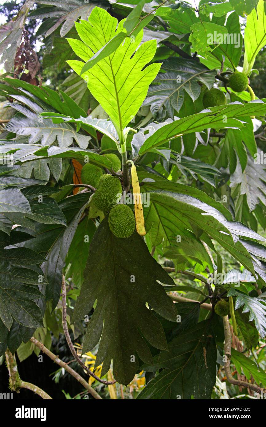 The Breadnut, Artocarpus camansi, Moraceae. Costa Rica. The Breadnut, Artocarpus camansi, is a medium-sized tree found in the mulberry family Moraceae Stock Photo
