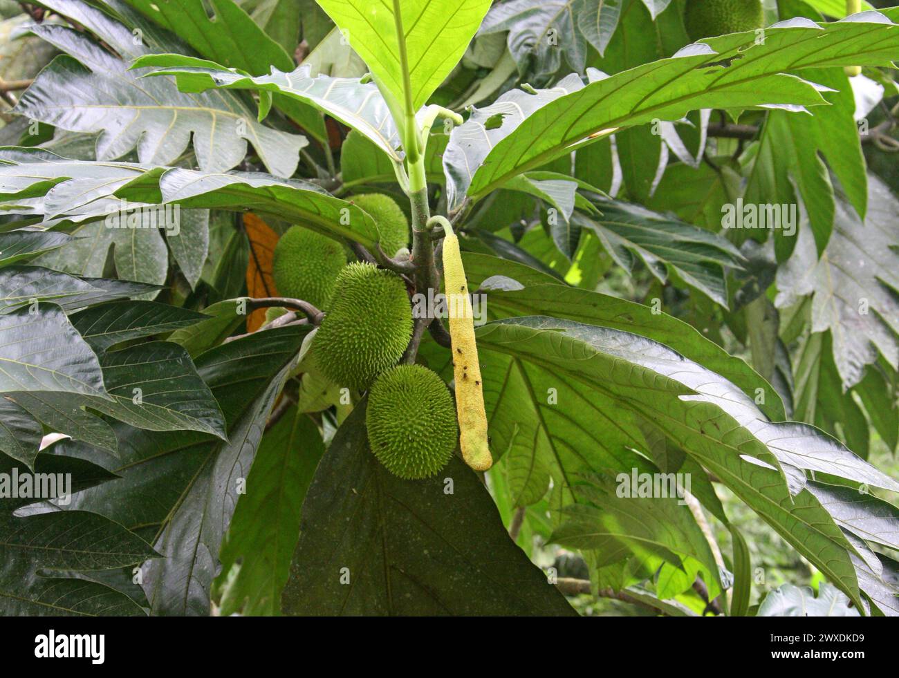 The Breadnut, Artocarpus camansi, Moraceae. Costa Rica. The Breadnut, Artocarpus camansi, is a medium-sized tree found in the mulberry family Moraceae Stock Photo