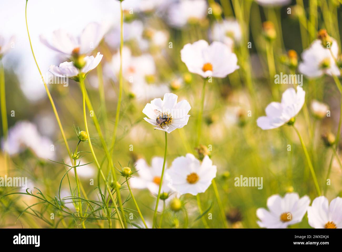 Bumble bee cosmos flower hi-res stock photography and images - Alamy