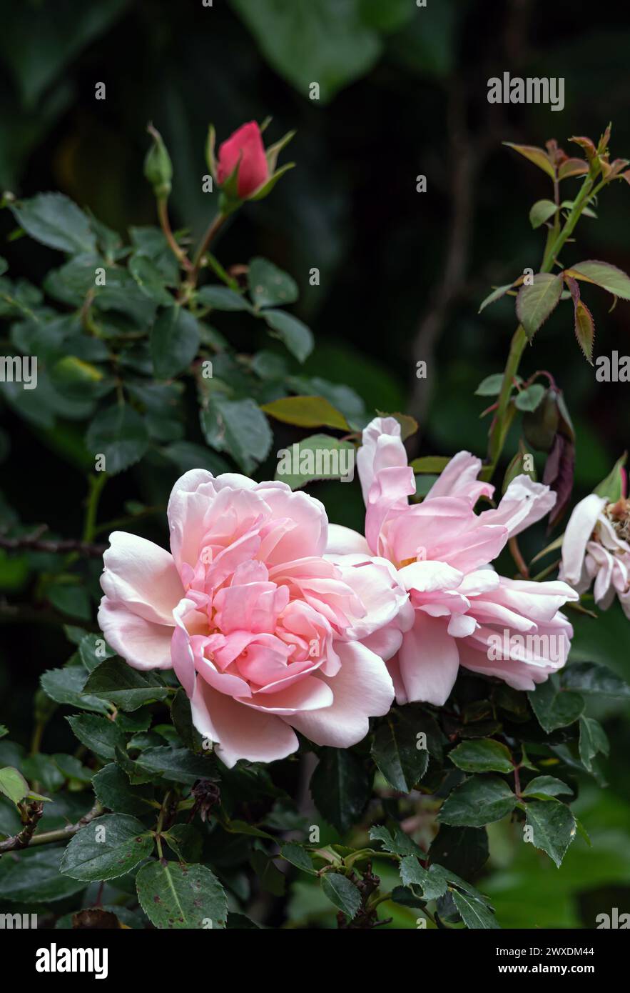 Rosa Felicia Albertine. Two blossoming buds Roses Morgengruss surrounded by green foliage of a bush, in the garden. Salmon pink color flowers, close up botanical background Stock Photo