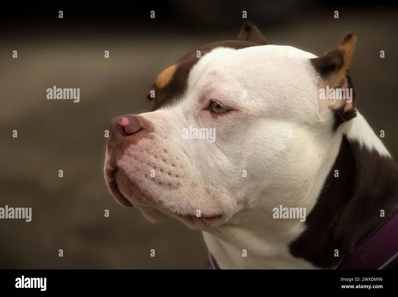 Portrait of a friendly American Bully female Stock Photo - Alamy