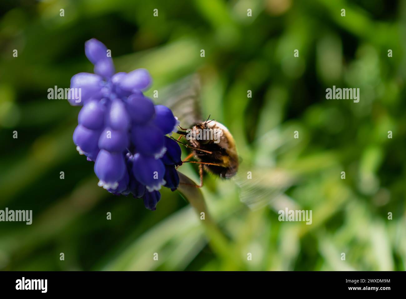 Bombyle on a grape hyacinth, a small hairy insect with a proboscis to draw nectar from the flowers, bombylius Stock Photo