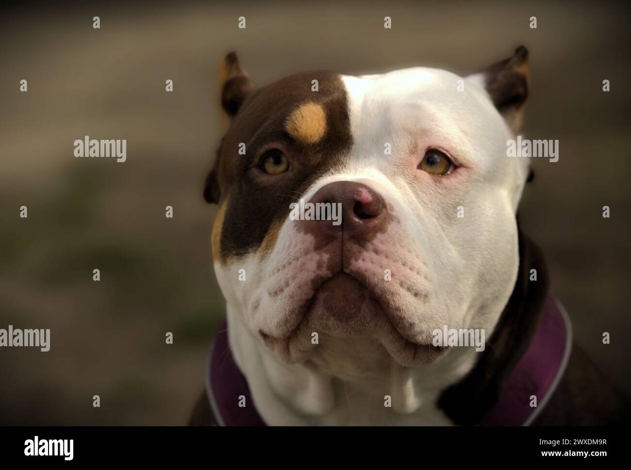 Portrait of a friendly American Bully female Stock Photo - Alamy