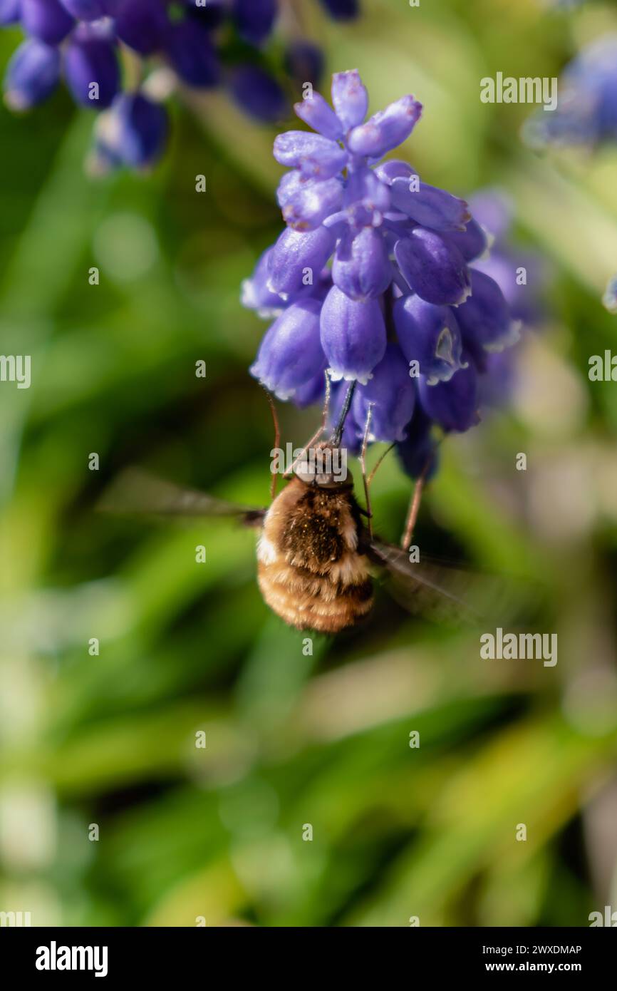 Bombyle on a grape hyacinth, a small hairy insect with a proboscis to draw nectar from the flowers, bombylius Stock Photo