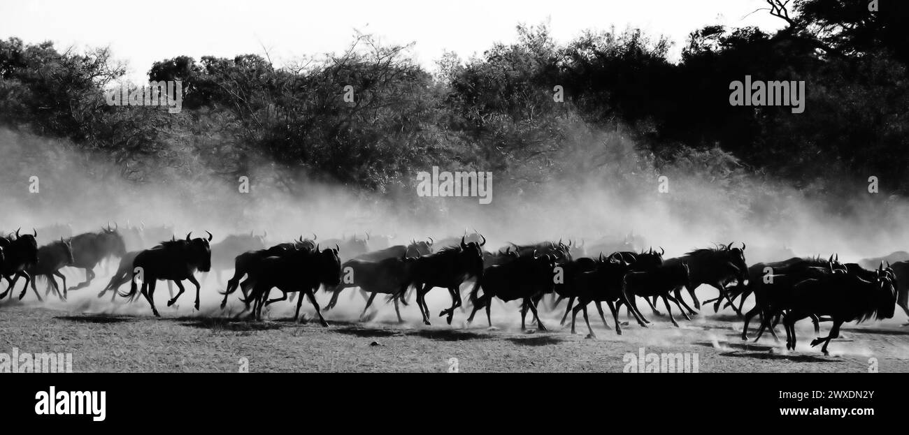 Wildebeest Herd Stampeding (B&W) Stock Photo