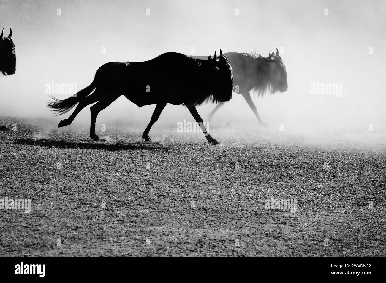 B&W Stampeding Wildebeest Stock Photo