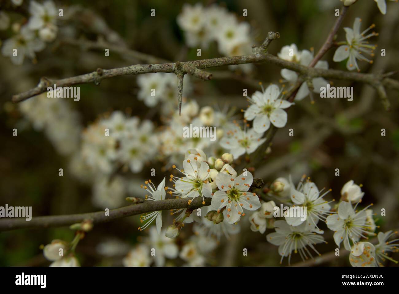 Spring UK - Blackthorn Blossom Stock Photo - Alamy