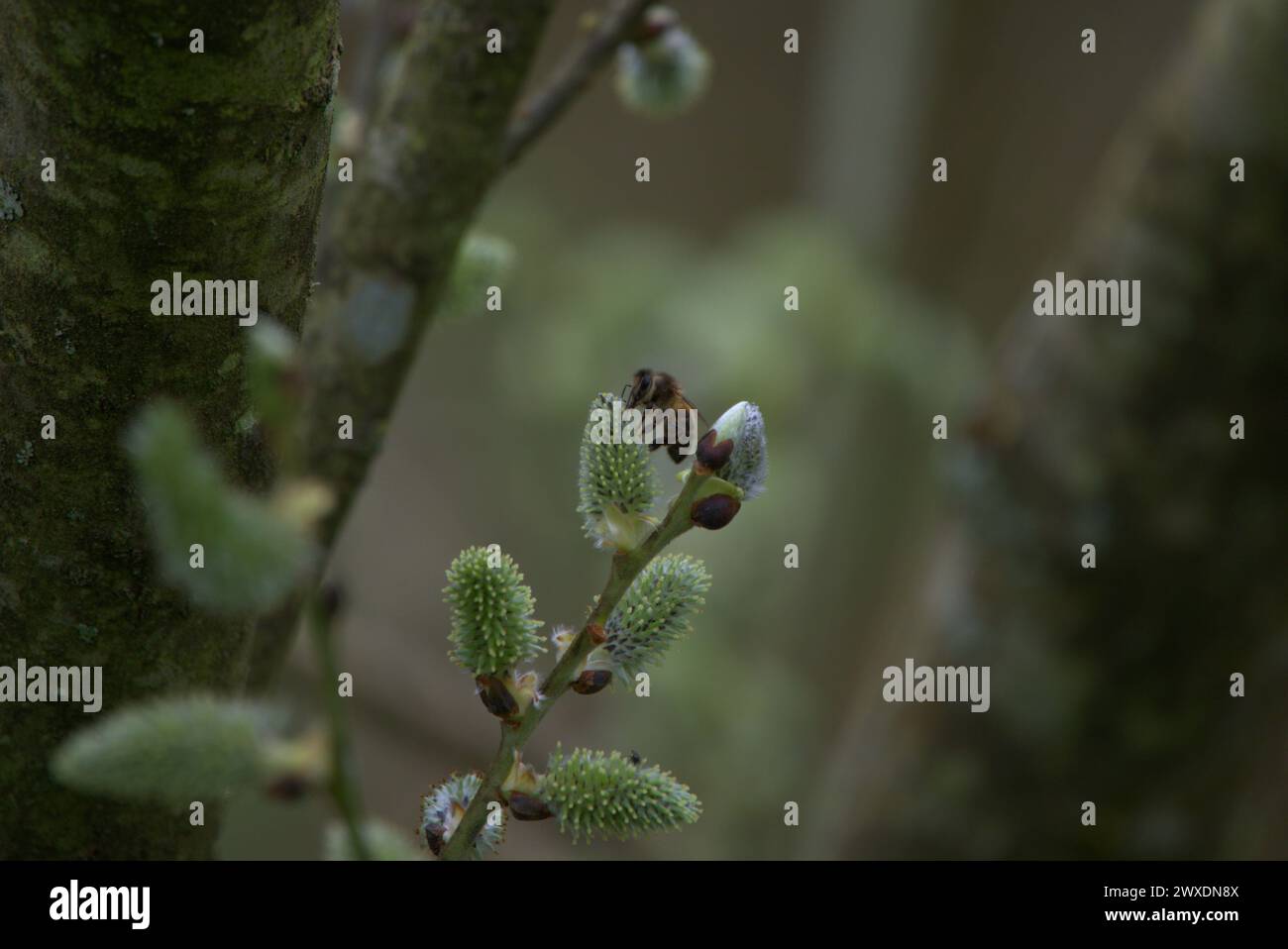 Spring UK - Bee Pollenating Catkin 2 (Profile) Stock Photo