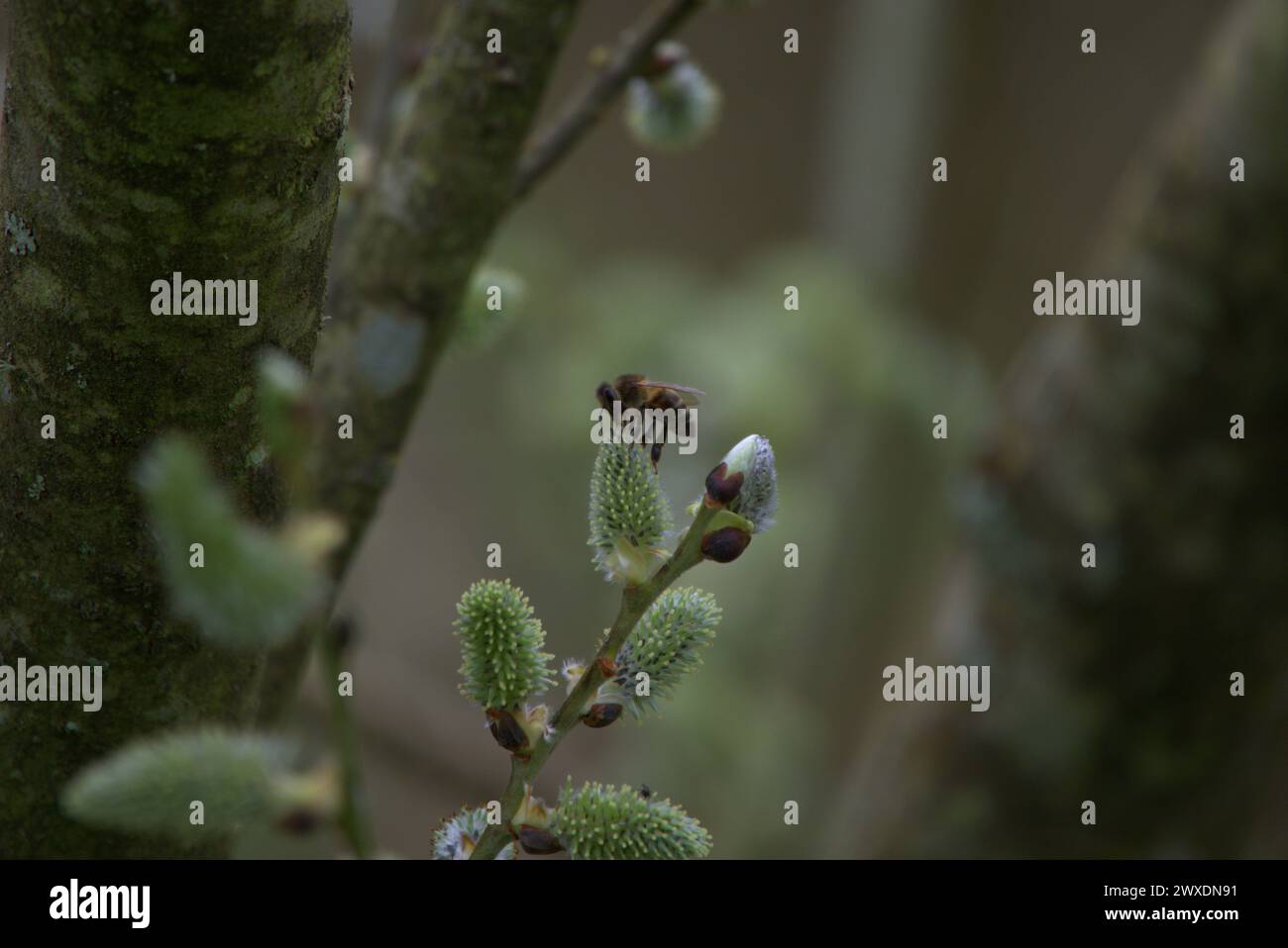 Spring UK - Bee Pollinating Catkin (Profile) Stock Photo