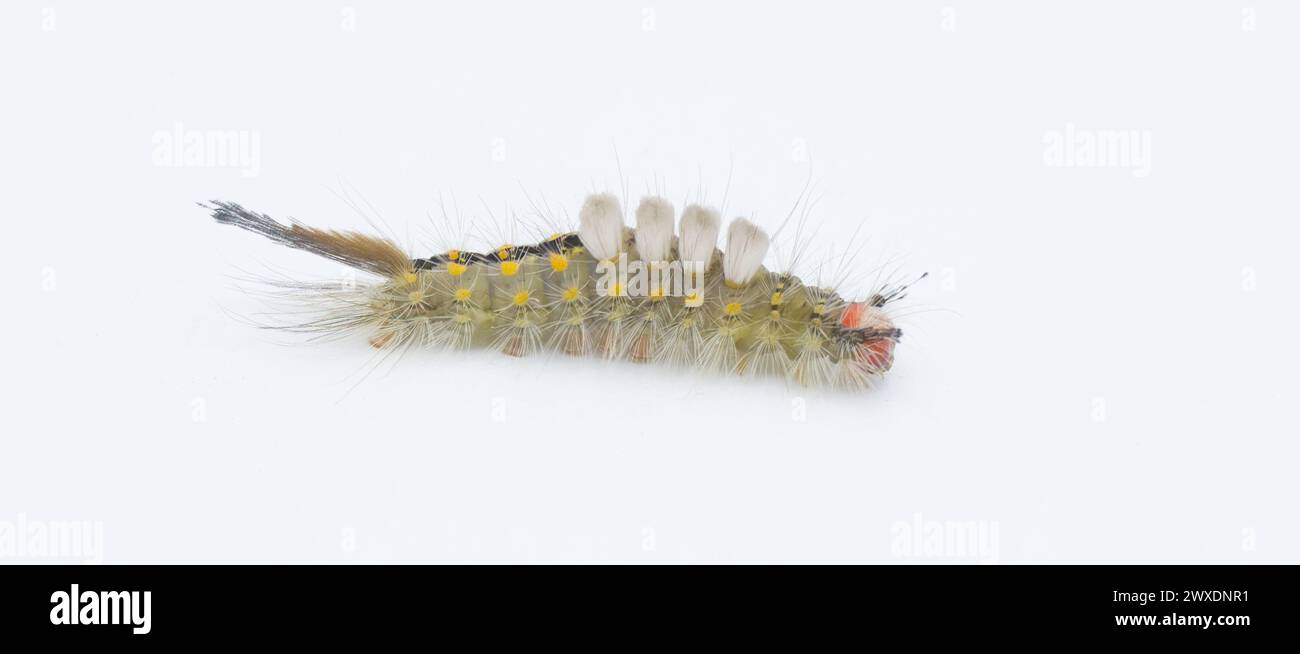 Orgyia detrita - the fir tussock or live oak tussock moth caterpillar have urticating setae hairs with antrose barbs that may cause skin irritation is Stock Photo