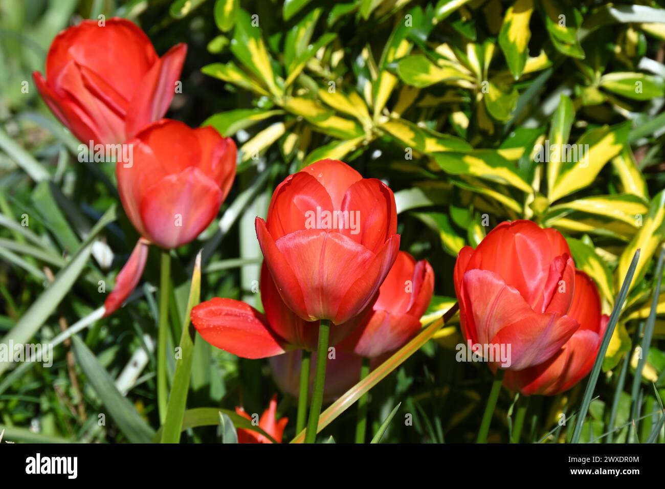 vibrant spring flowers of tulip, tulipa Darwin Hybrid 'Orange Van Eijk' growing in UK garden March Stock Photo