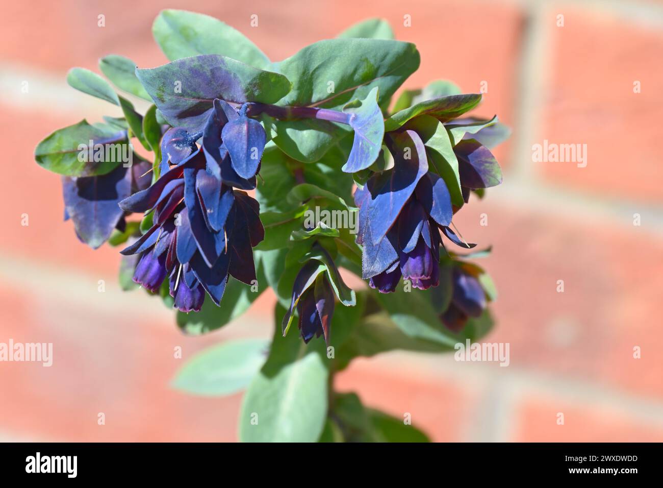 Navy blue spring flowers and bracts of honeywort, cerinthe major purpurascens, growing in UK garden March Stock Photo