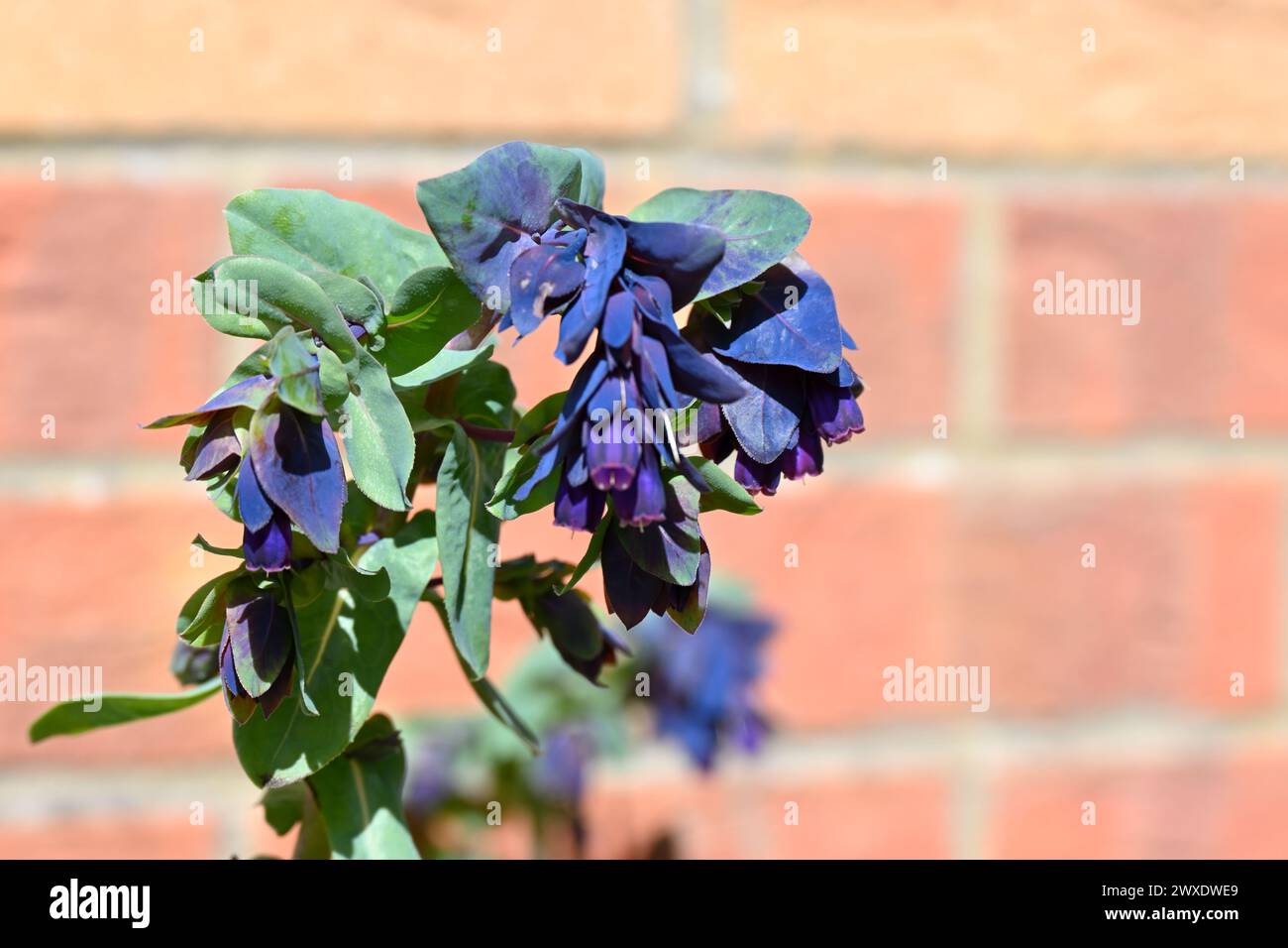 Navy blue spring flowers and bracts of honeywort, cerinthe major purpurascens, growing in UK garden March Stock Photo