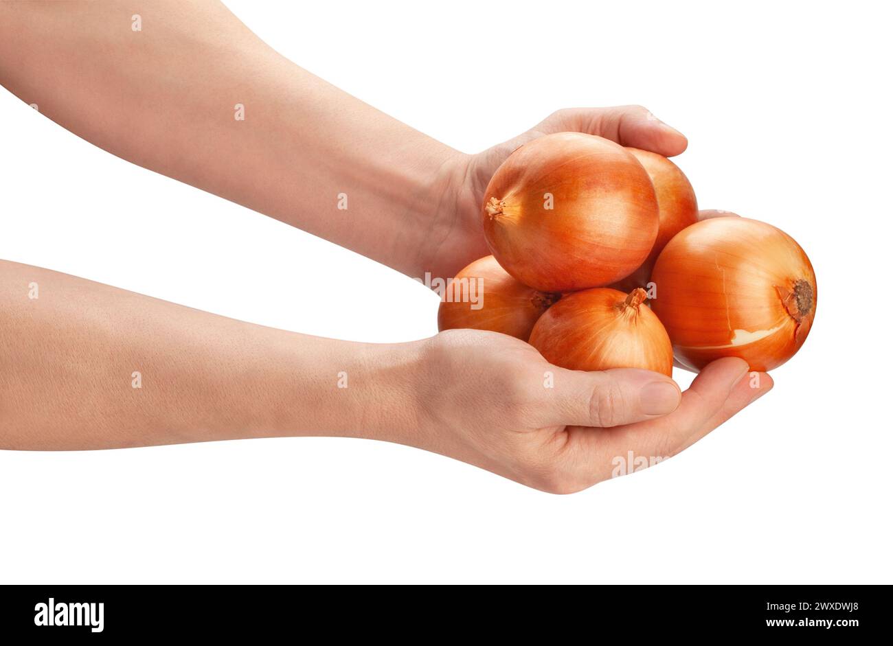 onion in hand path isolated on white Stock Photo