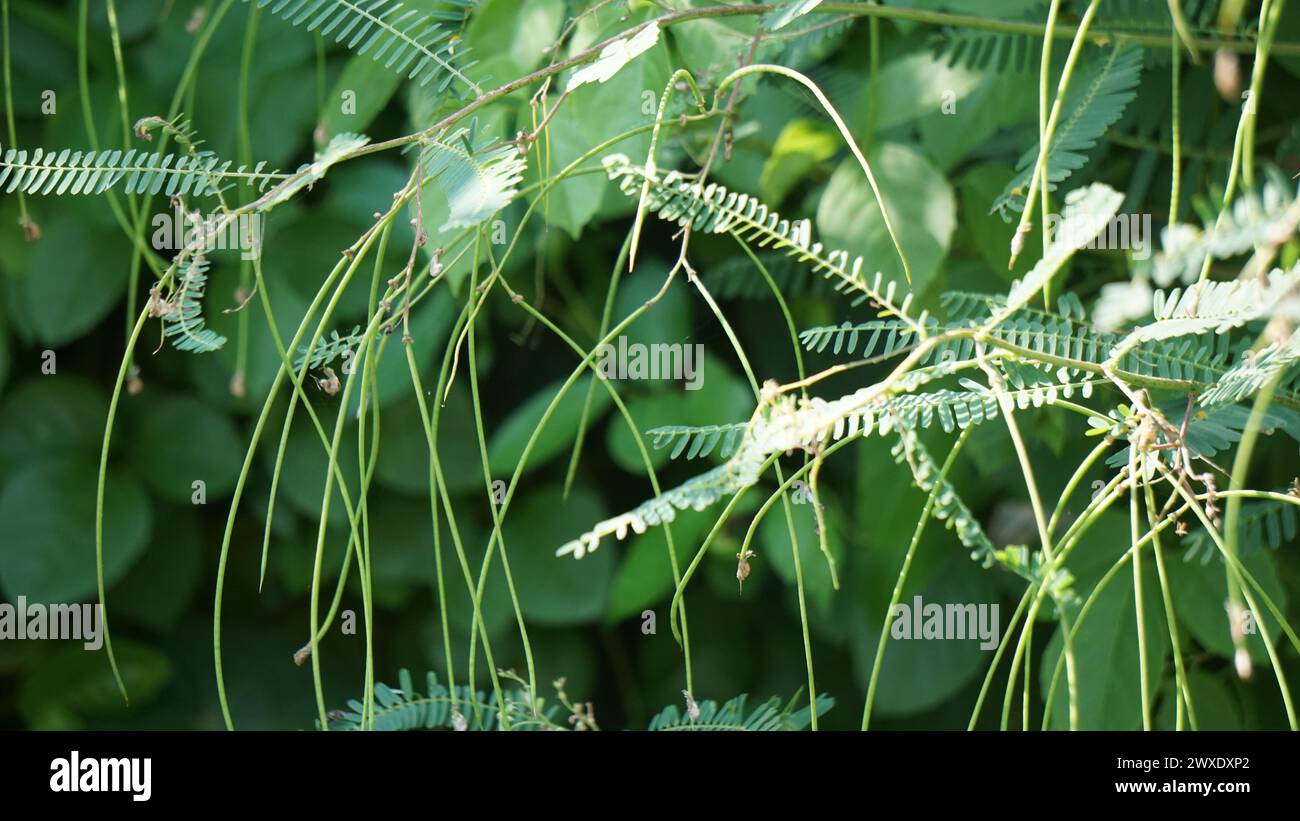 Tephrosia linearis with a natural background. This plant is a species of herb in the family legumes. They have a self-supporting growth form. Stock Photo