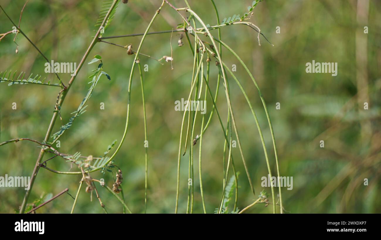 Tephrosia linearis with a natural background. This plant is a species of herb in the family legumes. They have a self-supporting growth form. Stock Photo