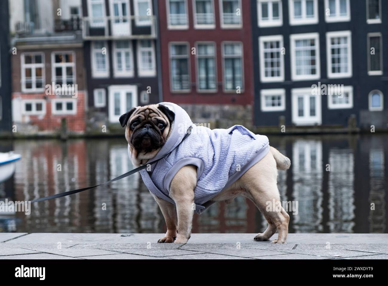Pug in clothes hi res stock photography and images Page 3 Alamy