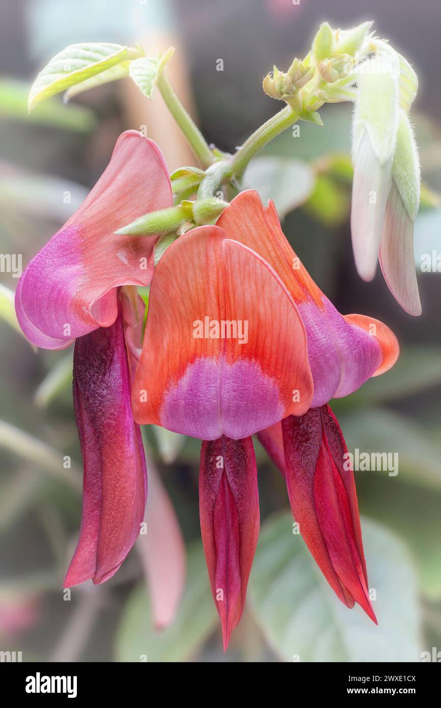 Dusky coral pea (Kennedia rubicunda), Fabaceae. Climbing herb, ornamental plant. Red flowers. Stock Photo