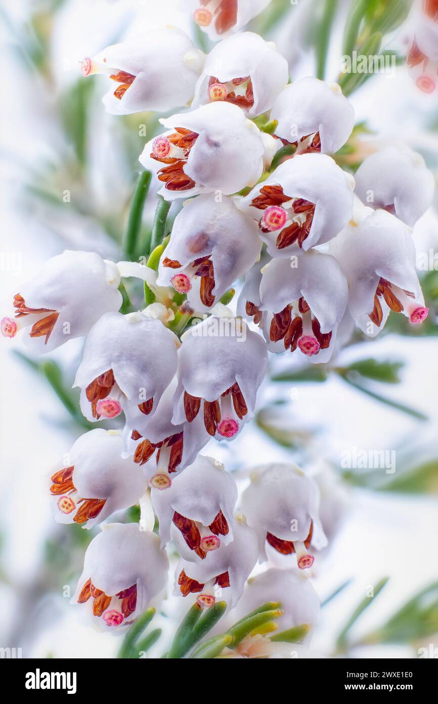 Tree heath (Erica arborea), Ericaceae. Evergreen shrub, spontaneous plant. White flowers. Stock Photo