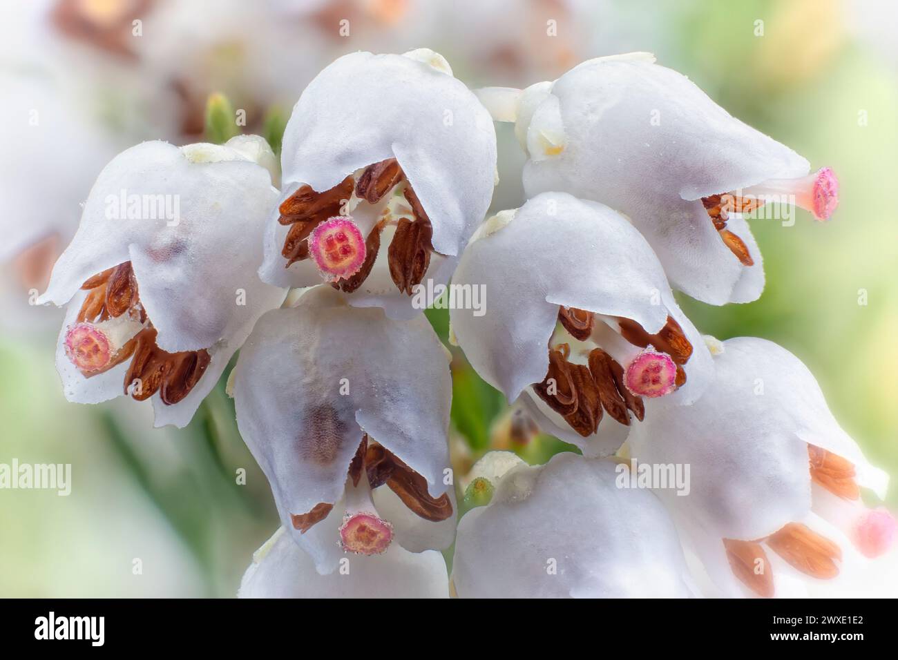 Tree heath (Erica arborea), Ericaceae. Evergreen shrub, spontaneous ...