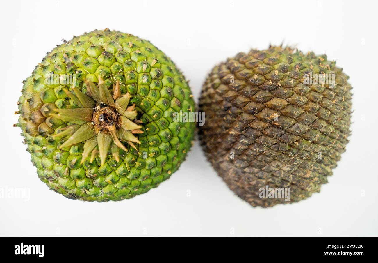 Edible pine cone seed harvested in Brazil Stock Photo