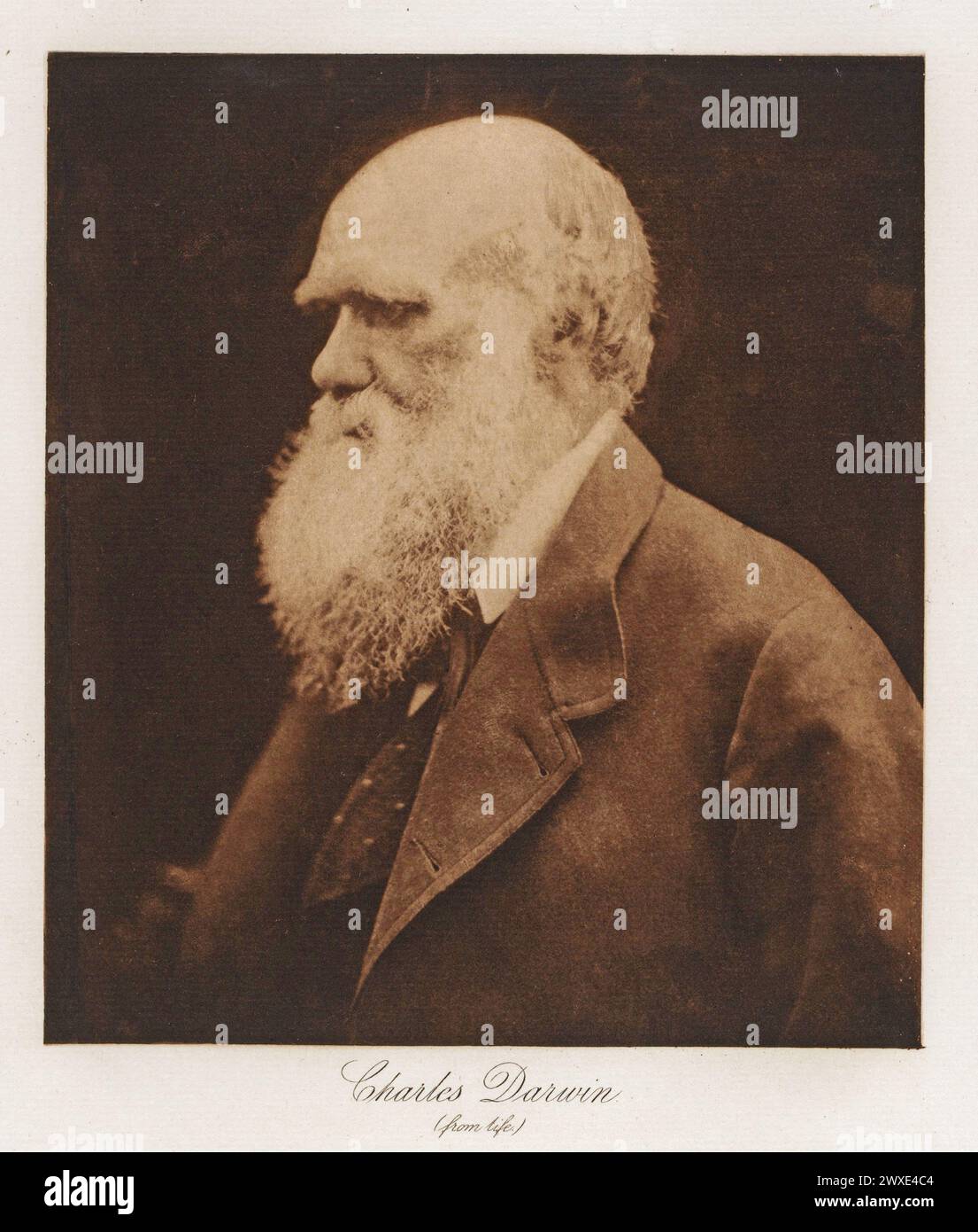 Portrait of  Charles Darwin, photographed by Julia Margaret Cameron between 1888 and 1893. Stock Photo