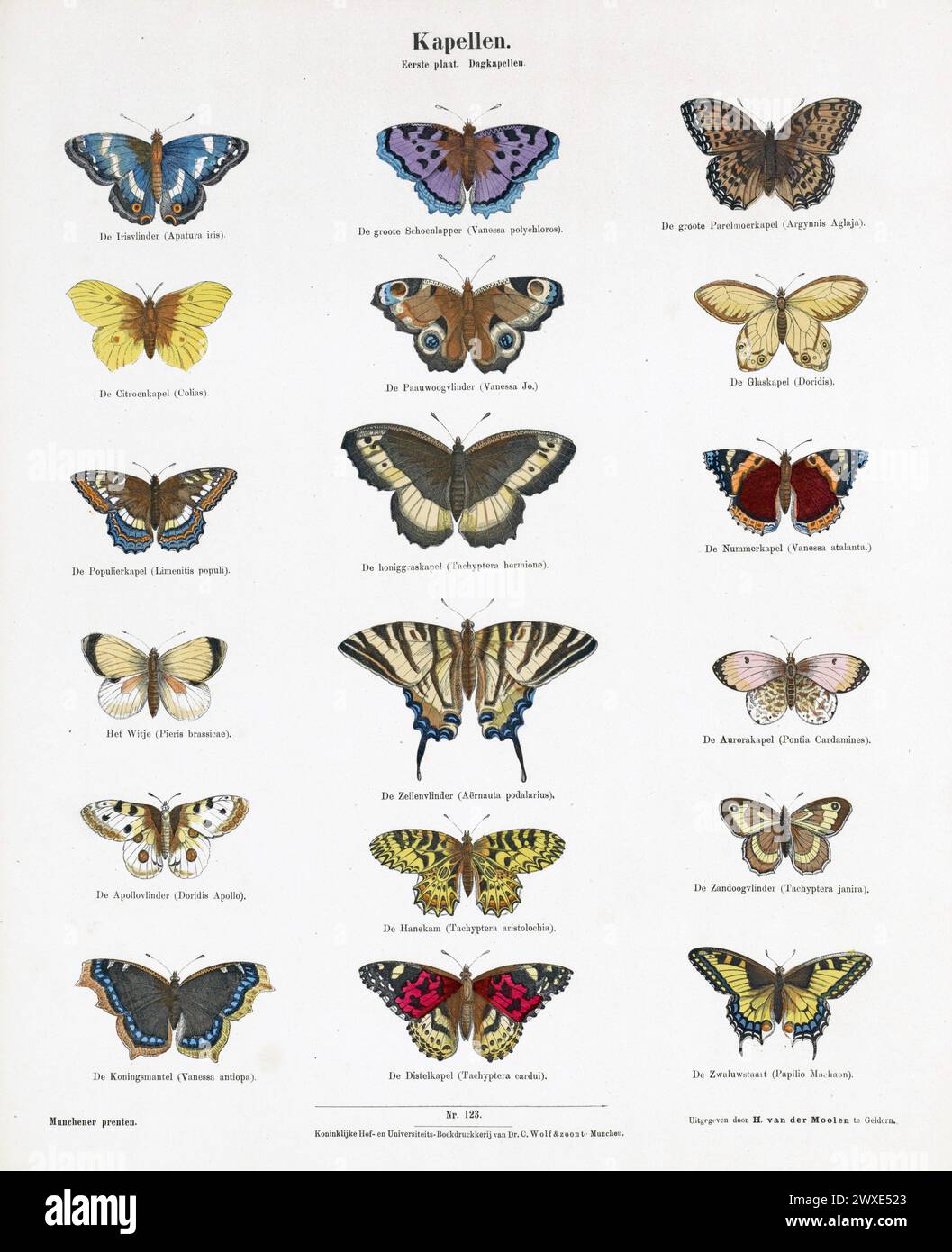 Lithographic print of a selection of colourised butterfly drawings  by Ernst Fršhlich, 1843-80. Munich, Germany Stock Photo