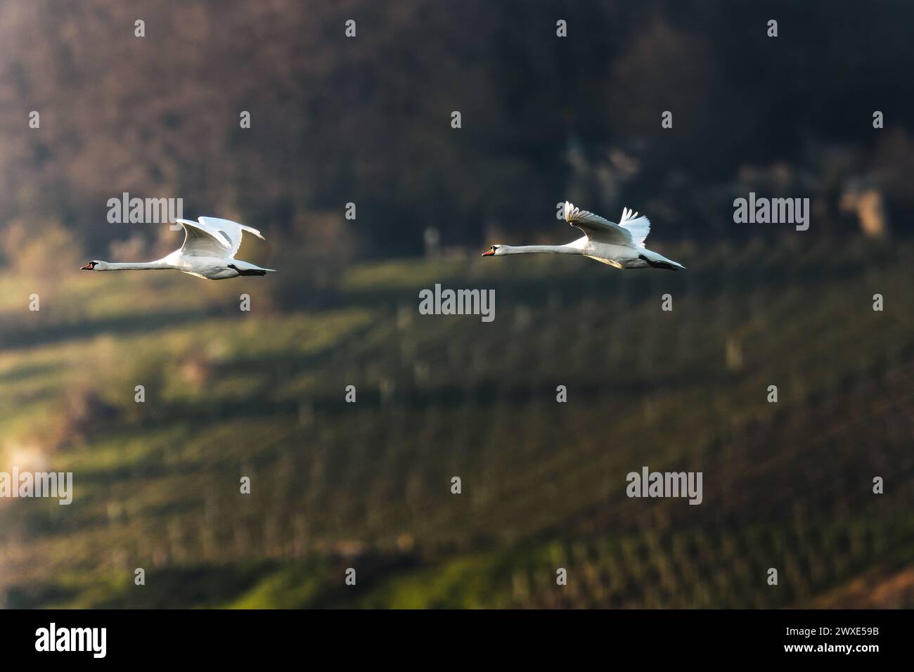 The two mute swans soaring in front of a green hillside Stock Photo