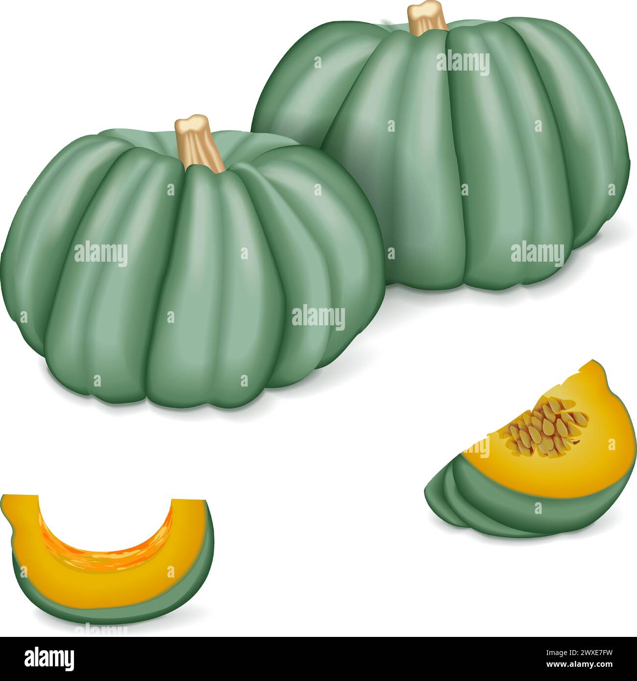 Whole and chopped Blue pumpkin. Winter squash. Cucurbita maxima. Fruits and vegetables. Isolated vector illustration. Stock Vector