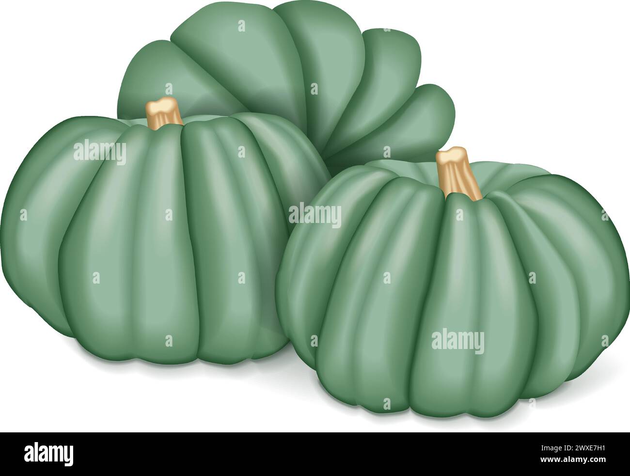 Group of Blue pumpkin. Winter squash. Cucurbita maxima. Fruits and vegetables. Isolated vector illustration. Stock Vector