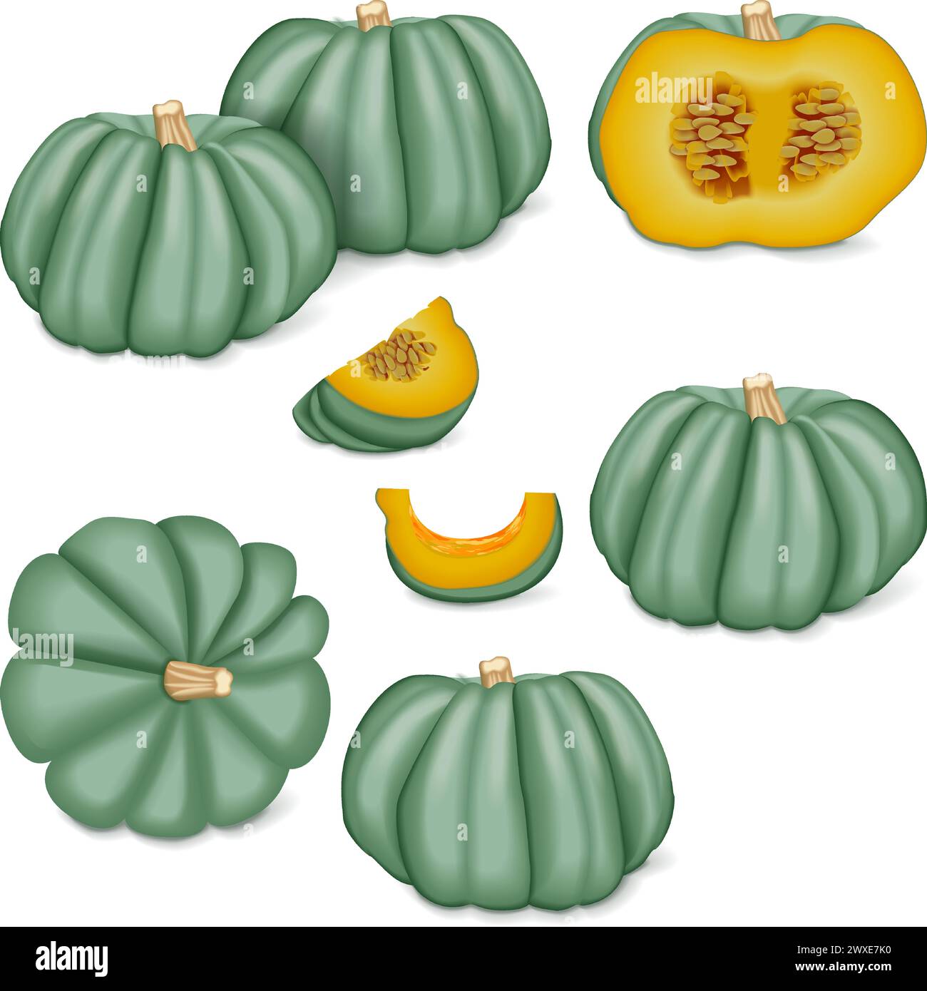 Clip art. Blue pumpkin. Winter squash. Cucurbita maxima. Fruits and vegetables. Isolated vector illustration. Stock Vector