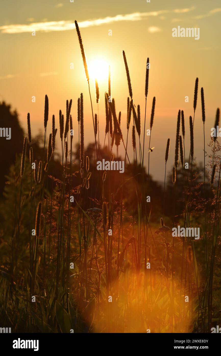 Golden hour during a sunset with meadow foxtail (Alopecurus Pratensis) and a tiny bee in the front, lens flare Stock Photo