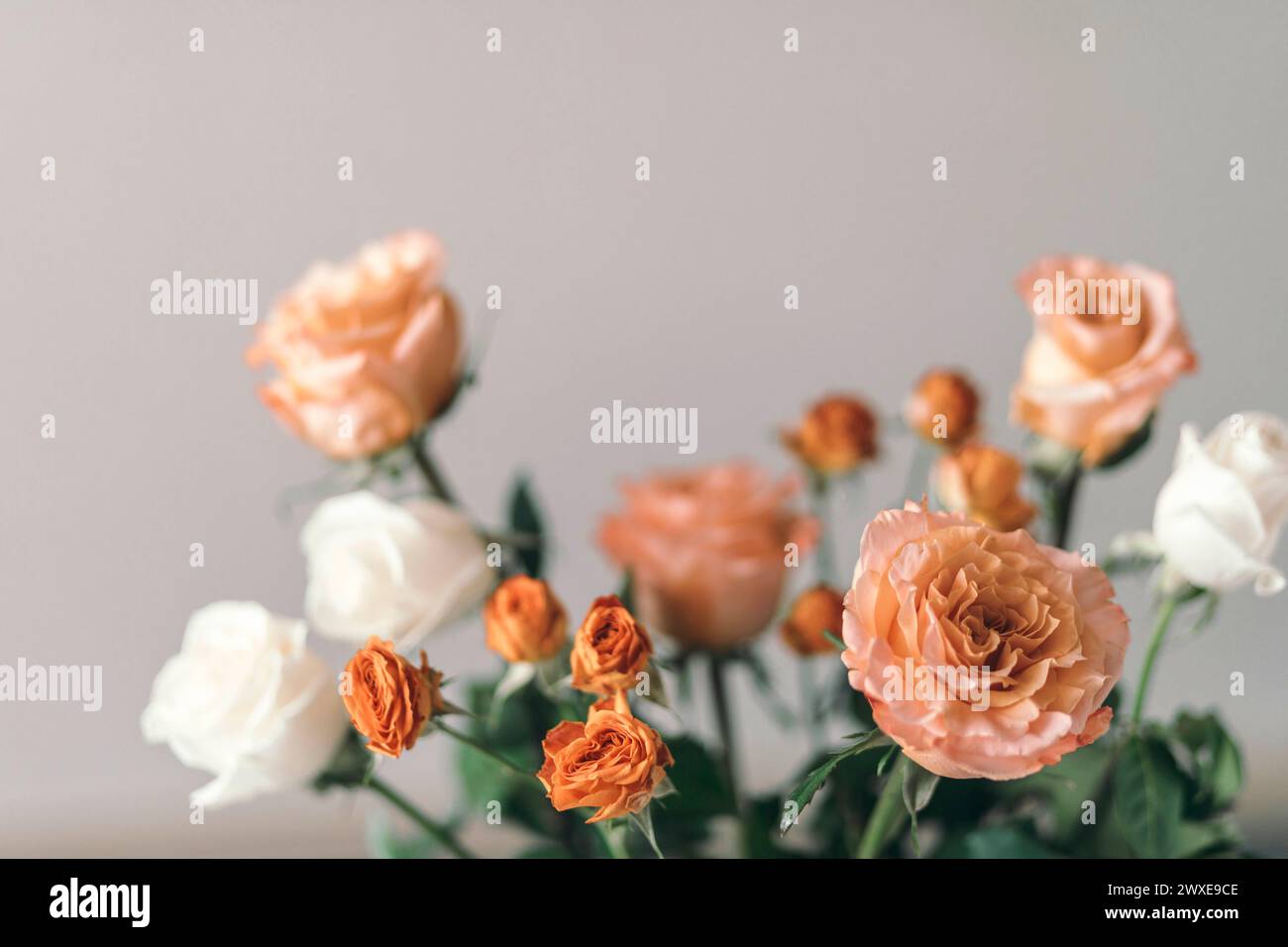 Pastel Petals : A serene display of roses, blending from pale peach to ivory, each flower a testament to nature's artistry Stock Photo