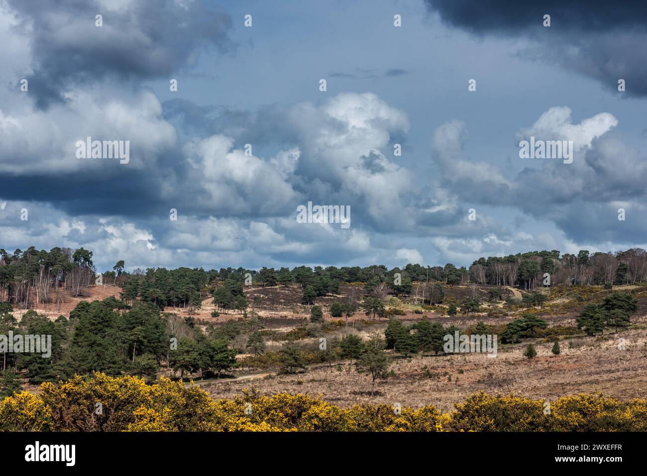 Fairwarp, March 30th 2024: Walkers on Easter Saturday enjoying the beautiful weather in Ashdown Forest Credit: Andrew Hasson/Alamy Live News Stock Photo