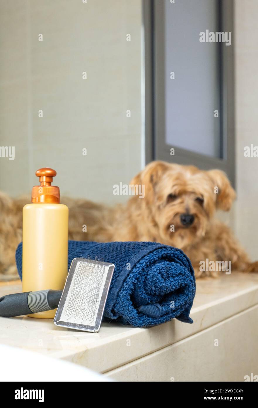 detail of dog grooming kit with a small light brown dog out of focus in the background. There is a towel, shampoo and brush for proper hygiene and car Stock Photo