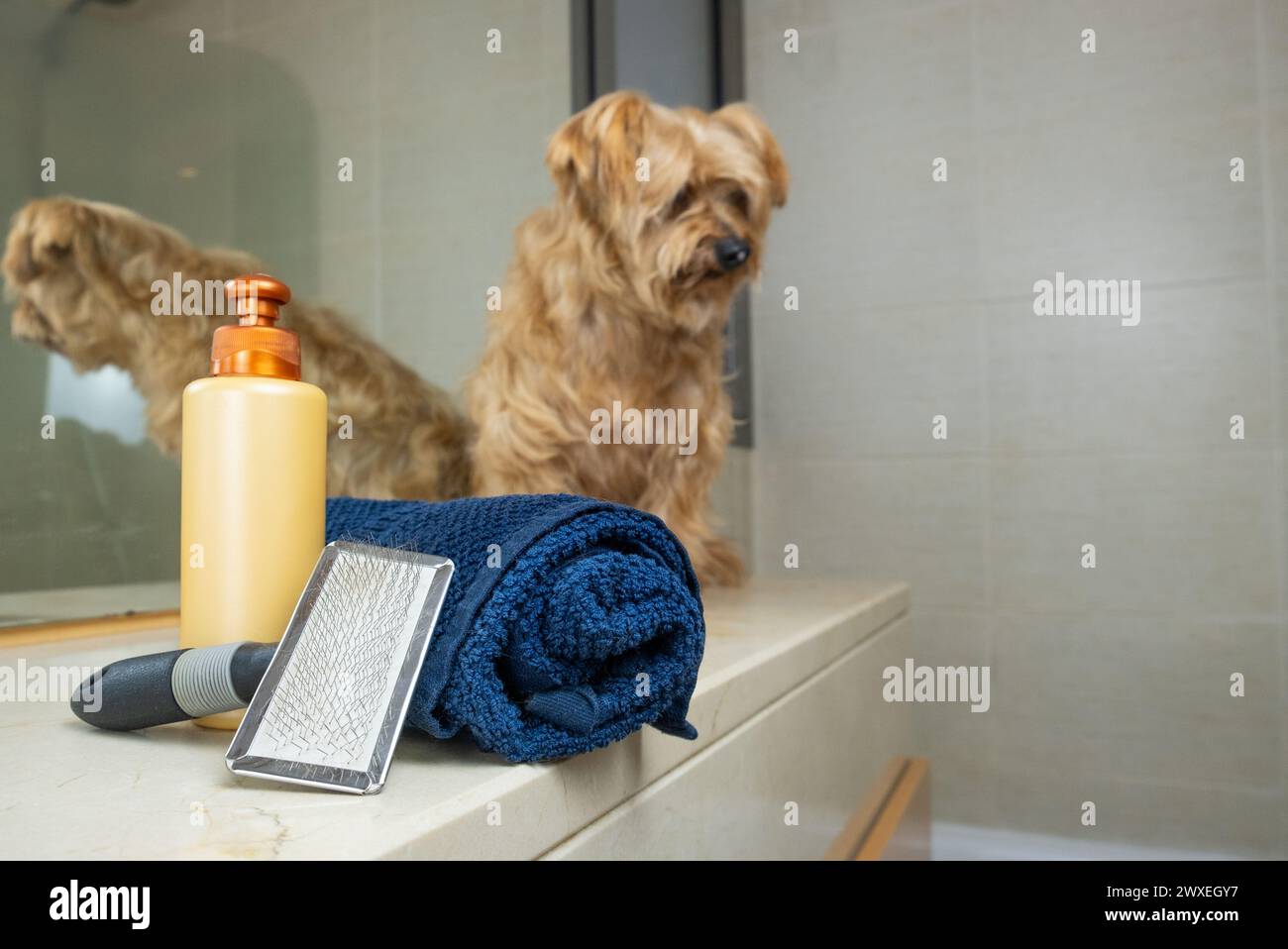 detail of dog grooming kit with a small light brown dog out of focus in the background. There is a towel, shampoo and brush for proper hygiene and car Stock Photo