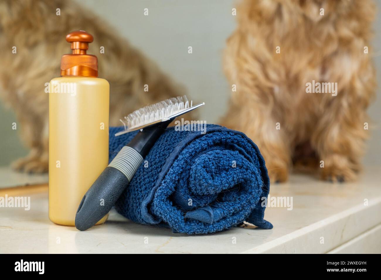 detail of dog grooming kit with a small light brown dog out of focus in the background. There is a towel, shampoo and brush for proper hygiene and car Stock Photo