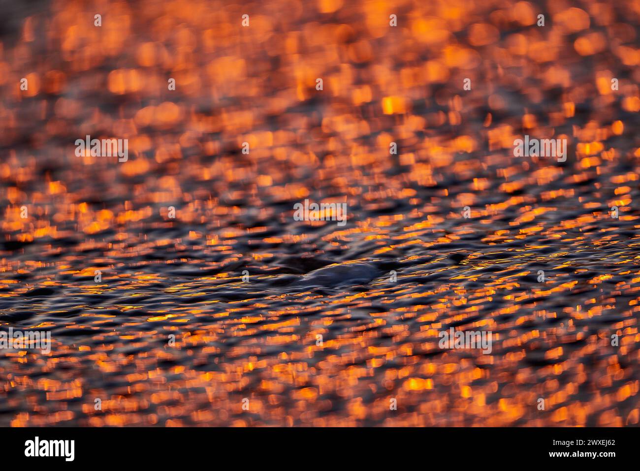 Gilded Ripples Dance Upon Molten Waters Stock Photo
