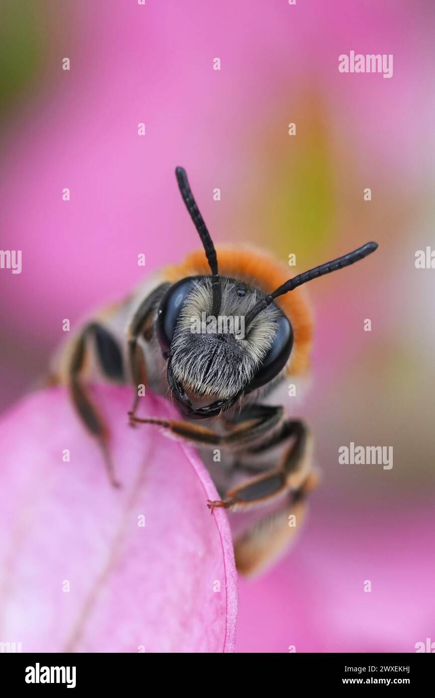 Detailed vertical colorful close-up on a female Red-tailed mining bee, Andrena haemorrhoa sitting on a pink flower Stock Photo