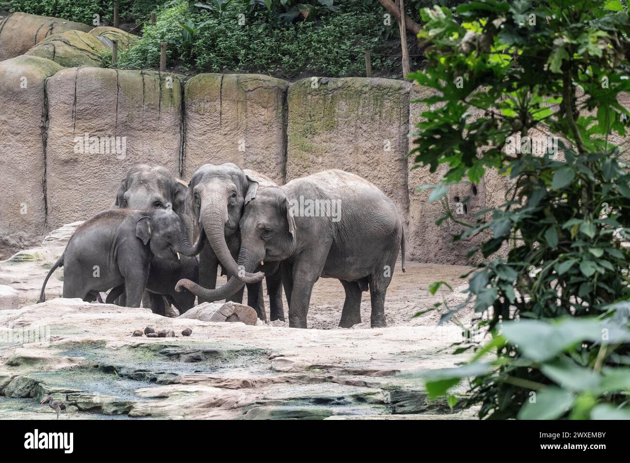 Asian elephants (Elephas maximus), Emmen Zoo, Netherlands Stock Photo