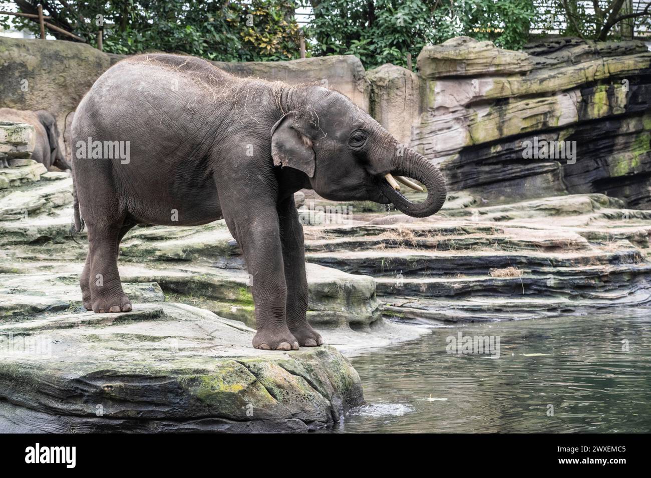 Asian elephant (Elephas maximus), Emmen Zoo, Netherlands Stock Photo