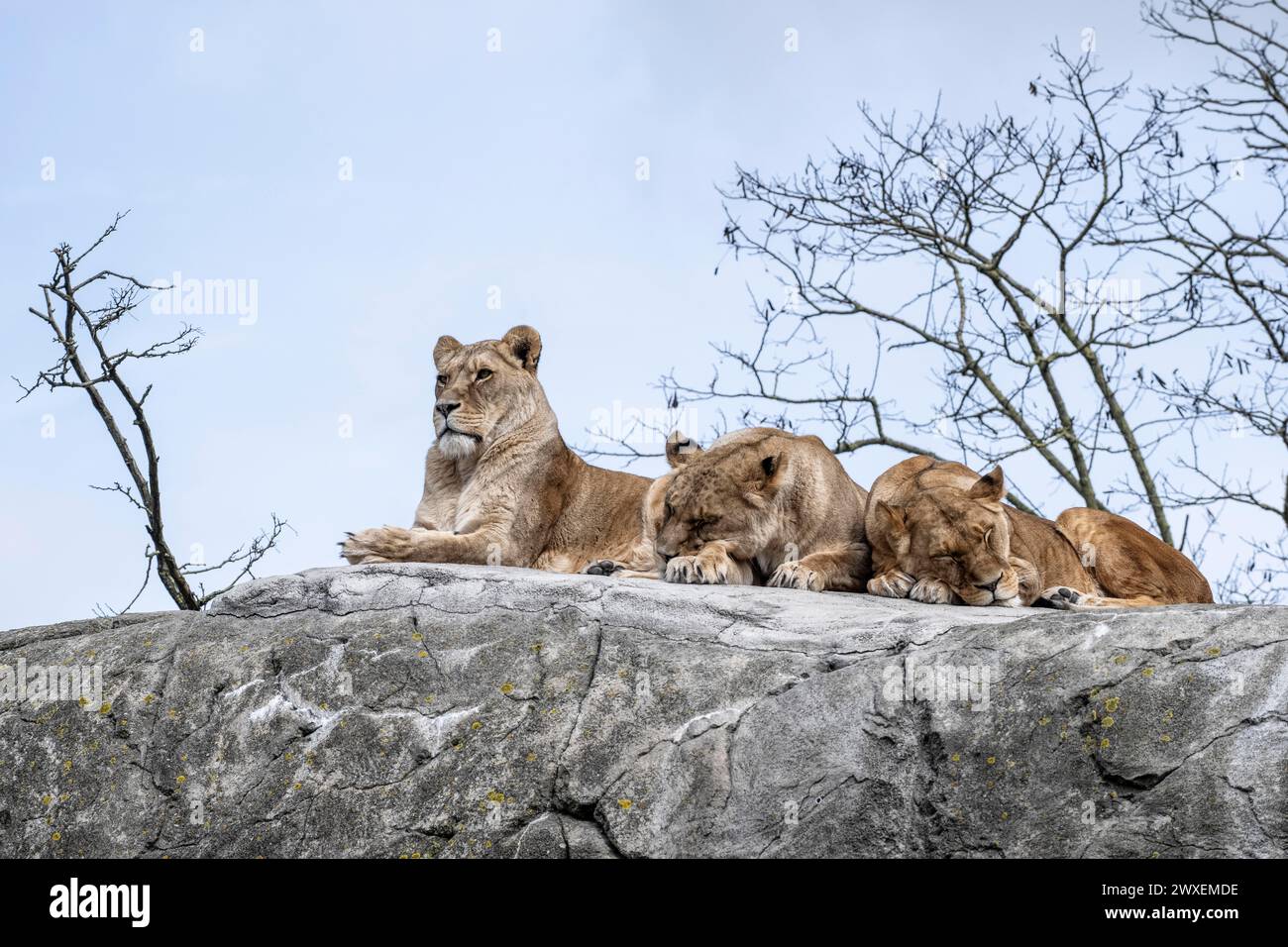 Lions (Panthera leo), Emmen Zoo, Netherlands Stock Photo