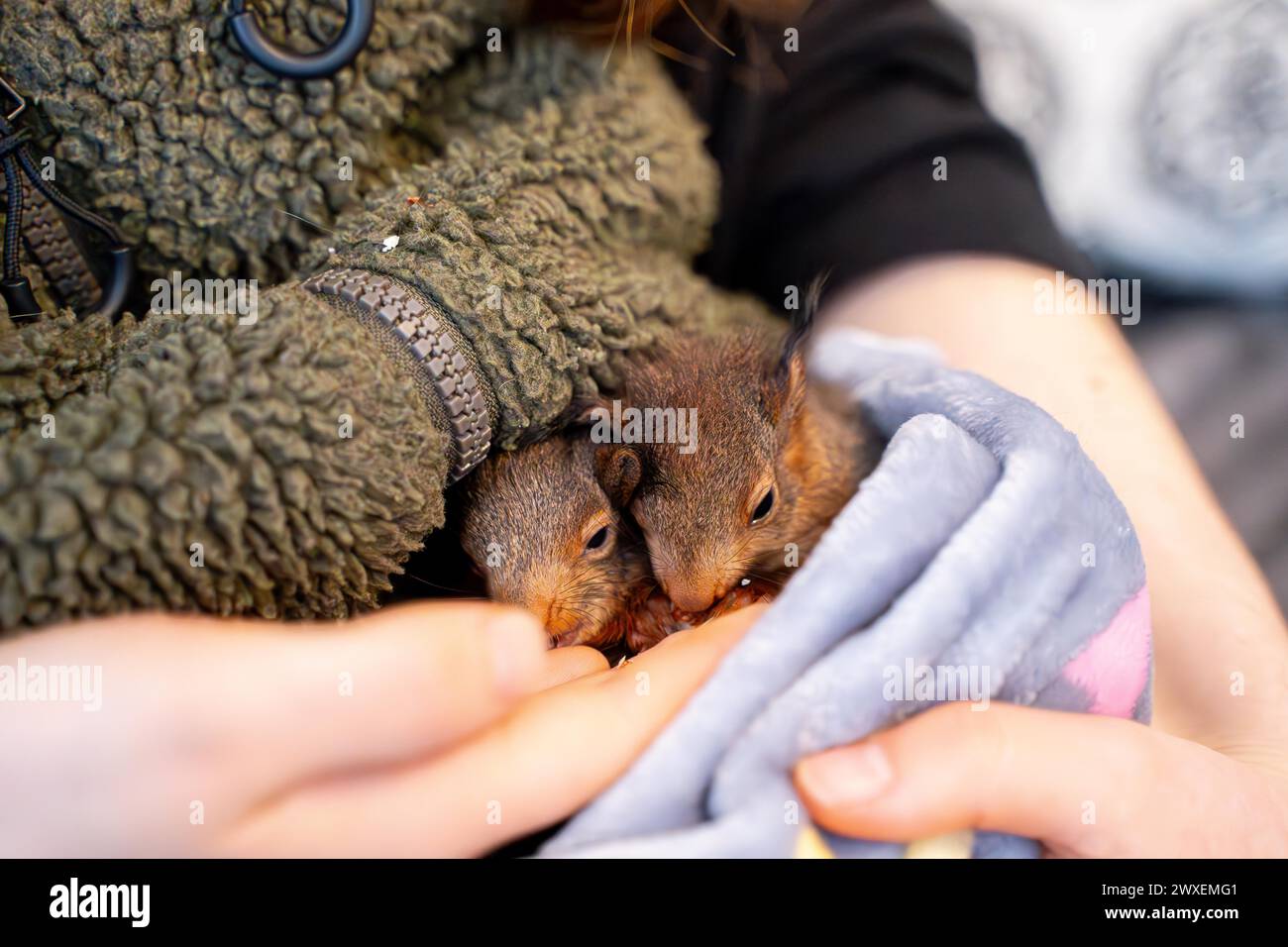 Eurasian red squirrel (Sciurus vulgaris), practical animal welfare, two animals under blanket in arms in a wildlife rescue centre, North Stock Photo
