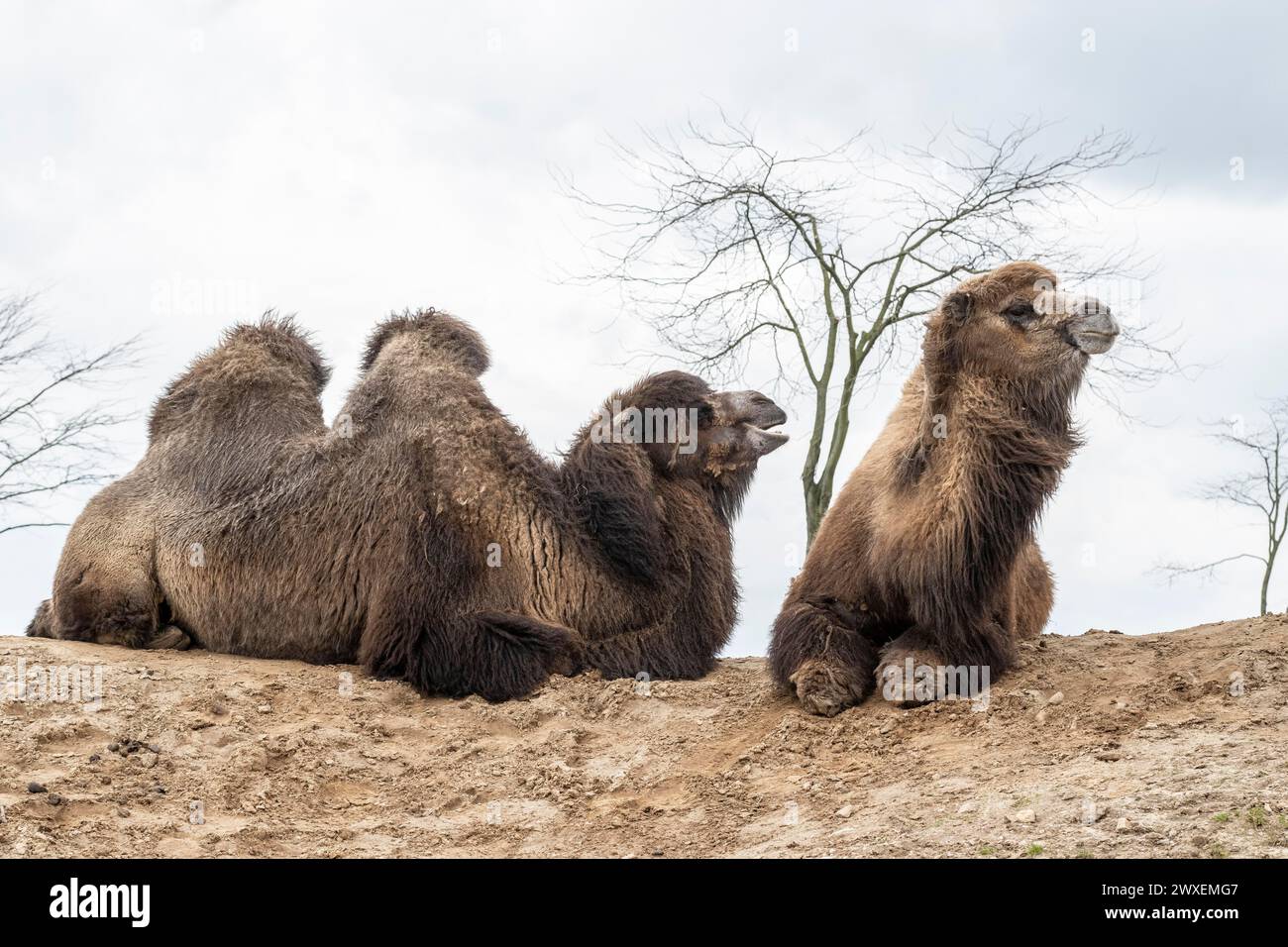 Bactrian camels (Camelus bactrianus), Emmen Zoo, Netherlands Stock Photo